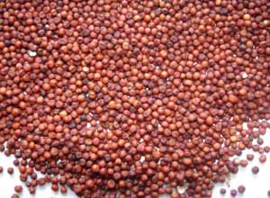 WHOLE GRAIN PRODUCTS